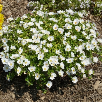 Portulaca 'Sun Dance™ White' 