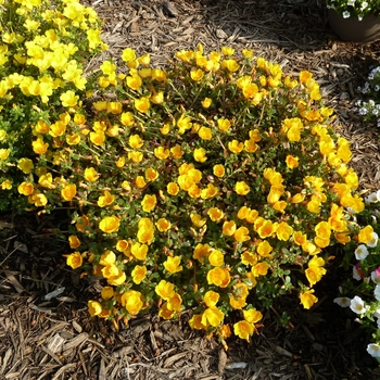 Portulaca 'Sun Dance™ Gold' 