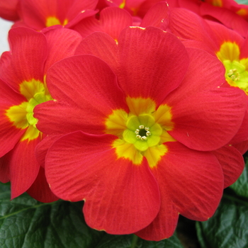 Primula acaulis 'Daniella Copper' 