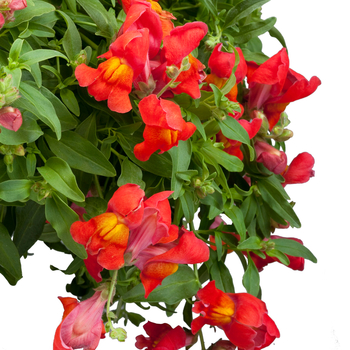 Antirrhinum majus nanum pendula Candy Showers 'Orange'