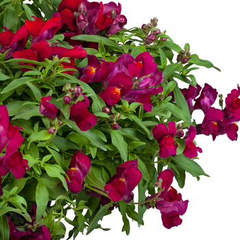 Antirrhinum majus nanum pendula 'Deep Purple' 