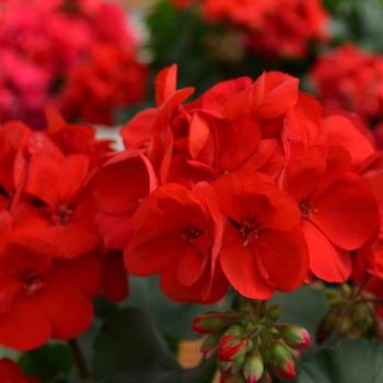 Pelargonium x hortorum Fantasia® Cardinal Red