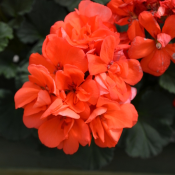 Pelargonium x hortorum 'Dark Salmon' 