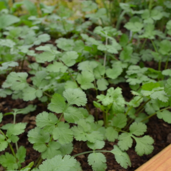 Coriandrum sativum 'Santo' 