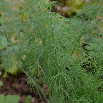 Anethum graveolens 'Dukat' 