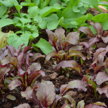 Beta vulgaris 'Bull's Blood' 