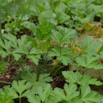 Petroselinum crispum var. neapolitanum 'Dark Green Italian' 