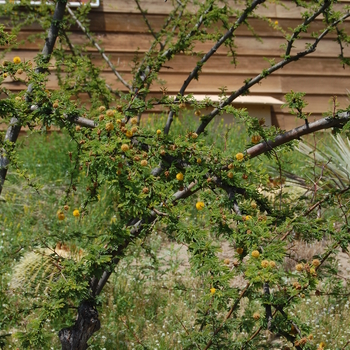 Acacia constricta 