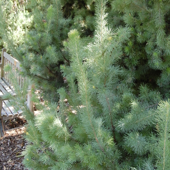 Adenanthos sericea