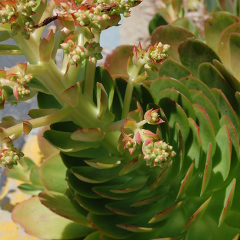 Aeonium urbicum 'Dinner Plate'