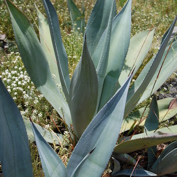 Agave franzosinii