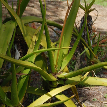 Aloe rivierei