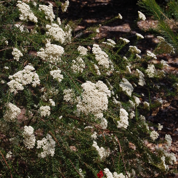 Anigozanthos flavidus 