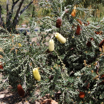 Banksia solandri