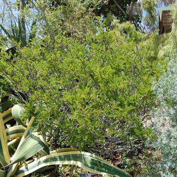 Calliandra haematocephala 