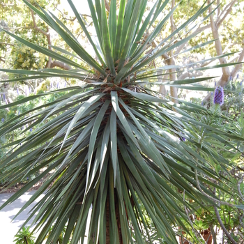 Dracaena draco '' (051046)