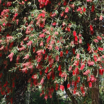 Callistemon 'Kings Park' 