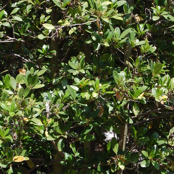 Corynocarpus laevigatus