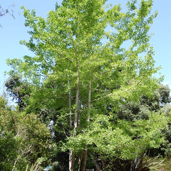 Ginkgo biloba 