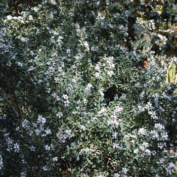 Leptospermum laevigatum 