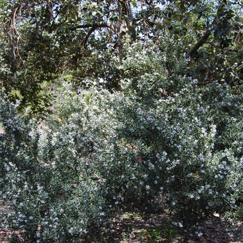 Leptospermum laevigatum