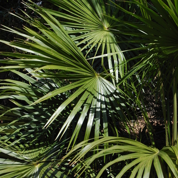 Livistona australis '' (051074)