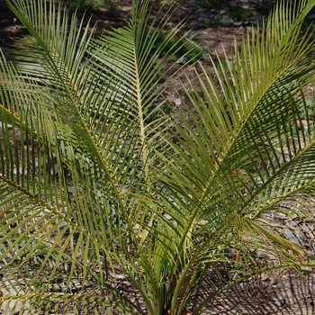 Macrozamia riedlei