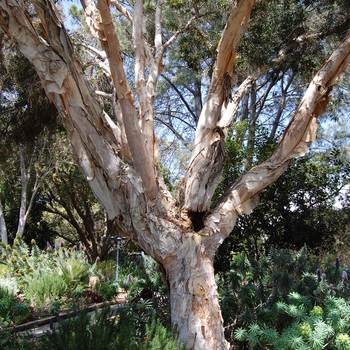 Melaleuca viridiflora v. rubriflora 