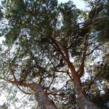 Pinus pinea