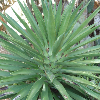 Agave fourcroydes 