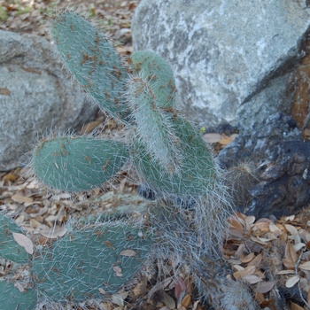 Opuntia rufida