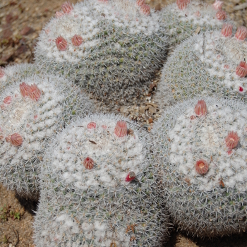 Mammillaria parkinsonii