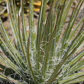 Agave multifilifera 