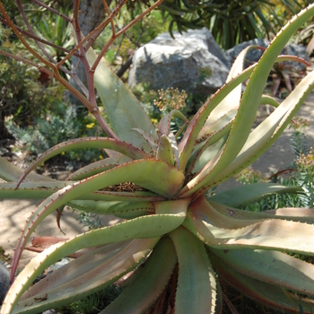 Aloe excelsa 