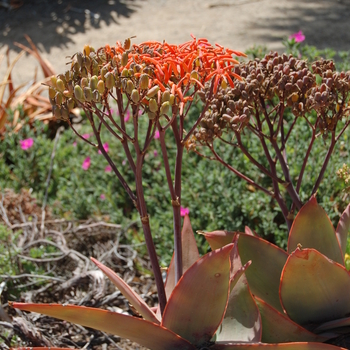 Aloe striata 