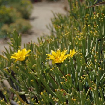 Euphorbia aphylla