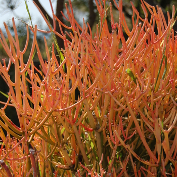 Euphorbia tirucalli 'Sticks on Fire'