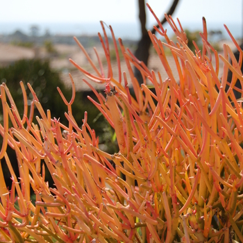 Euphorbia tirucalli 'Sticks on Fire' 