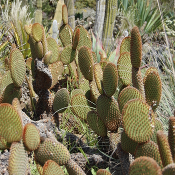 Opuntia microdasys