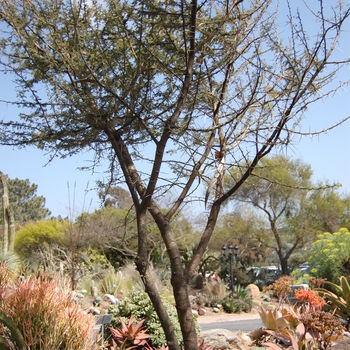 Acacia tortillis 