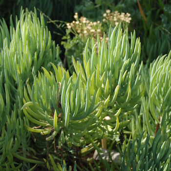 Aloe elgonica