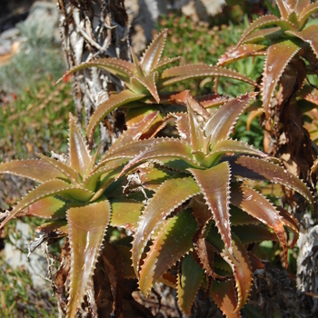 Aloe fibrosa