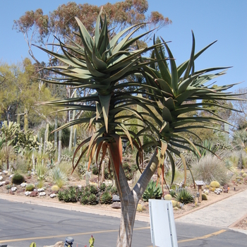 Aloe barberae x dichotoma 'Hercules' 