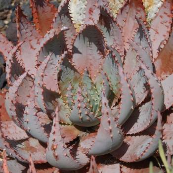 Aloe peglerae 