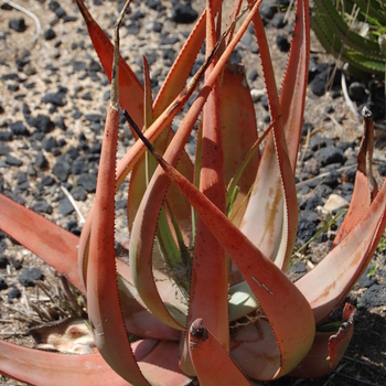 Aloe sessiliflora