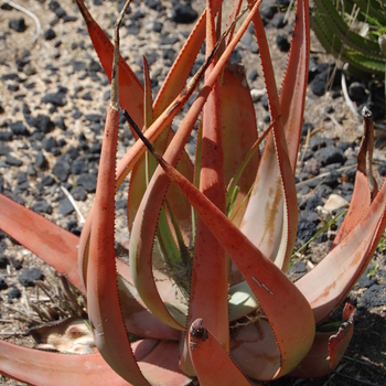 Aloe sessiliflora 