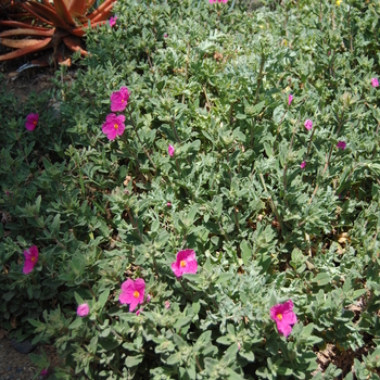 Cistus albidus