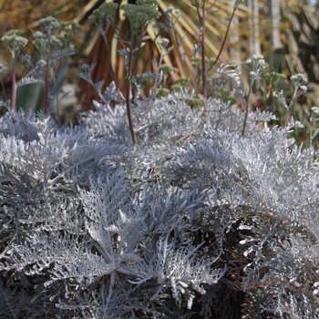 Eriphyllum nevinii '' (051159)