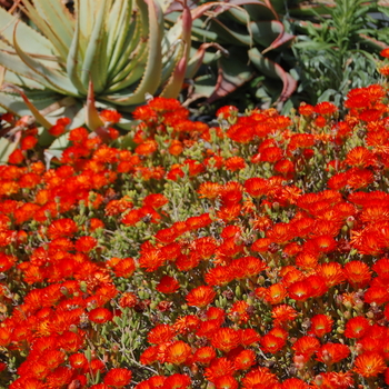 Lampranthus aurantiacus 