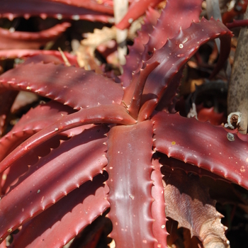 Aloe cameronii